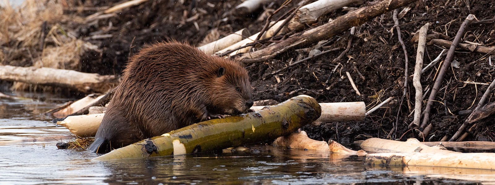 It's a beaver!